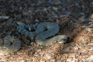 Rattlesnake from interview with rattlesnake wrangler