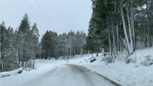 Highway with snow and trees